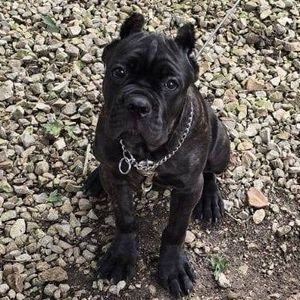 Meet your Posher, Bruce